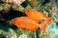 Egypt,diving,underwater,fish,gallery,Crescent-tail bigeye fish