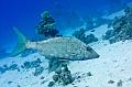 Egypt,diving,underwater,fish,gallery,Emperor Fish