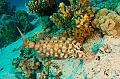Egypt,diving,underwater,fish,gallery,Emperor Fish