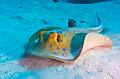 Egypt,diving,underwater,fish,gallery,stingray on the sand