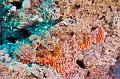 Egypt,diving,underwater,fish,gallery,Red scorpion fish