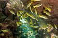 Egypt,diving,underwater,fish,gallery,Yellowfin Goatfish