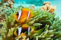 Egypt,diving,underwater,fish,gallery,anemonefish,clownfish