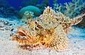Egypt,diving,underwater,fish,gallery,Scorpionfish