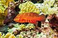 Egypt,photo,underwater,diving,coral,reef,picture,gallery,fish,red grouper fish