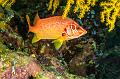 Egypt,diving,underwater,fish,gallery,coral,reef,Sabre Squirrelfish