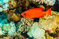 Egypt,diving,underwater,fish,gallery,coral,reef,Crescent-tail bigeye fish