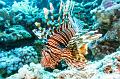 Lionfish on the hard coral reef,Egypt,diving,underwater,fish,gallery,coral,reef