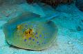 stingray on the sand,egypt,diving,underwater,fish,gallery,coral,reef
