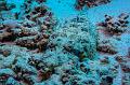 Crocodile fish on the sand,Egypt,diving,underwater,fish,gallery,coral,reef