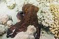 Octopus  on the coral reef,Egypt,diving,underwater,fish,gallery,coral,reef