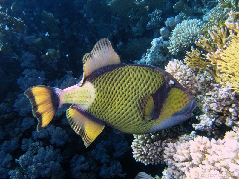 Egypt,diving,underwater,fish,gallery,coral,reef,triggerfish