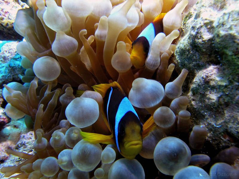 Egypt,diving,underwater,fish,gallery,coral,reef,anemonefish,clownfish