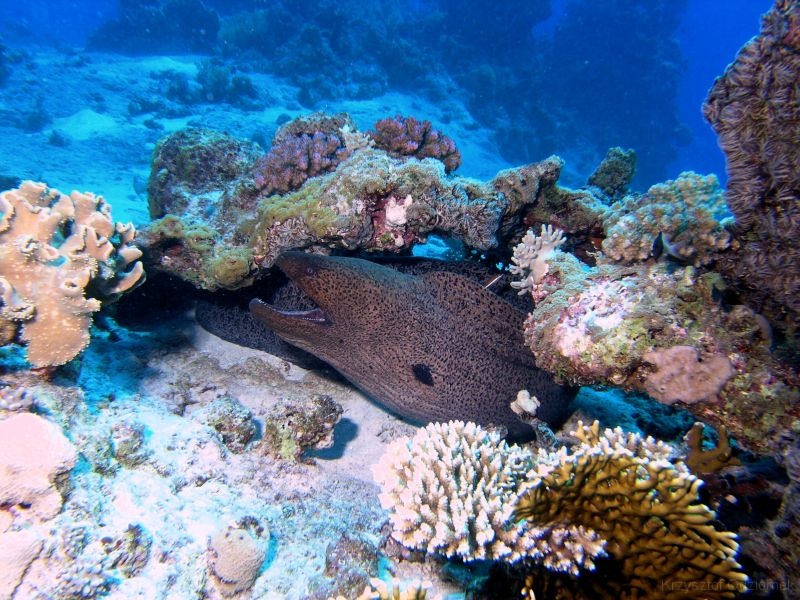 Egypt,diving,underwater,fish,gallery,coral,reef,moray