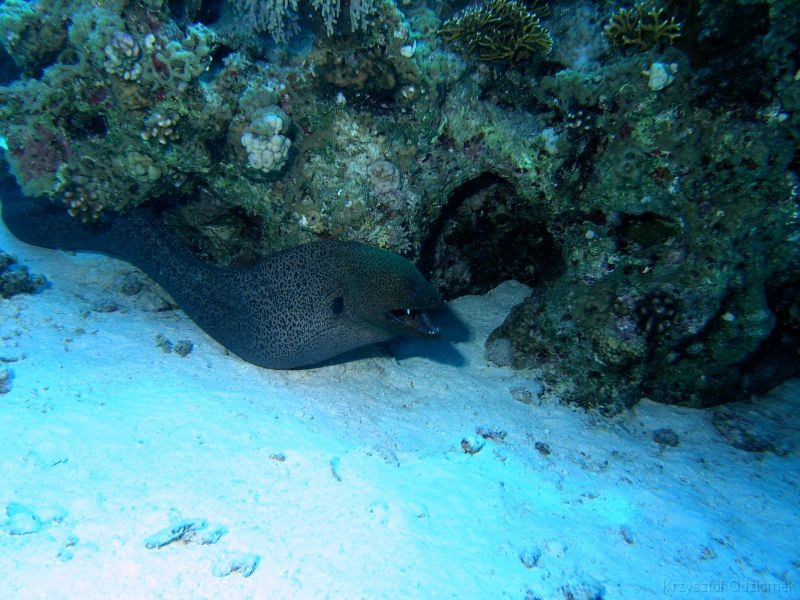 Egypt,diving,underwater,fish,gallery,coral,reef,moray