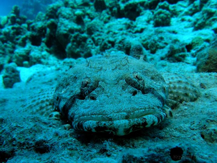 Egypt,diving,underwater,fish,gallery,coral,reef,crokodile fish