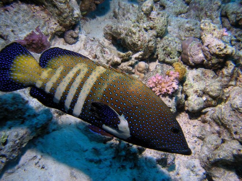 Egypt,diving,underwater,fish,gallery,coral,reef,grouper fish