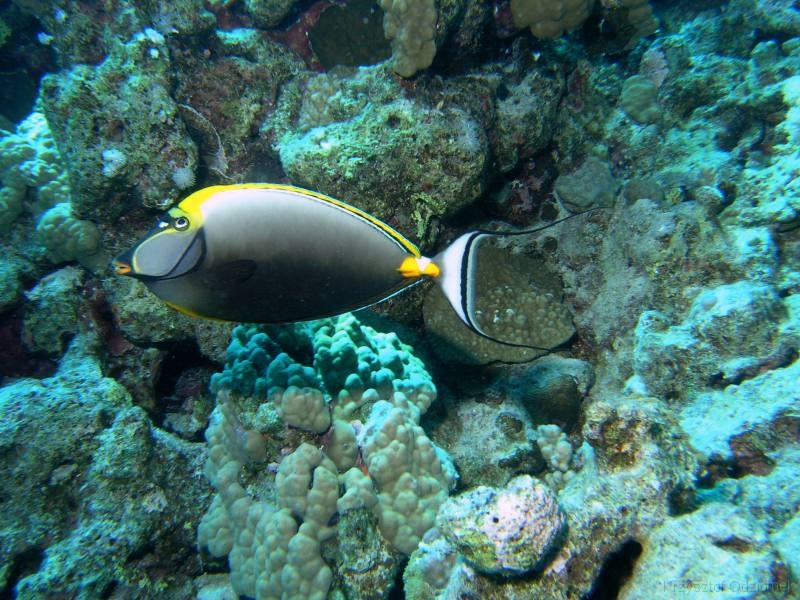 Egypt,diving,underwater,fish,gallery,coral,reef,Unicorn Fish
