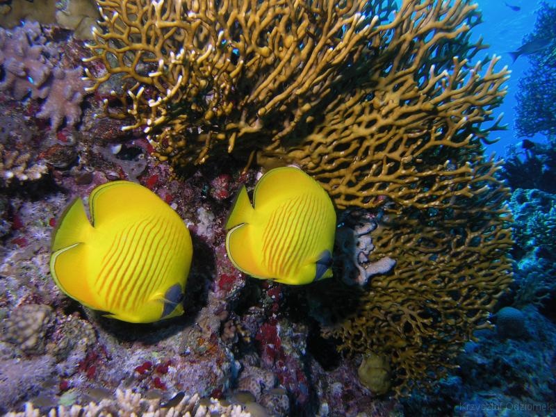 Egypt,diving,underwater,fish,gallery,coral,reef,Butterfly fish