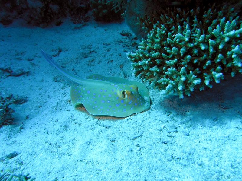 Egypt,diving,underwater,fish,gallery,coral,reef,Stingray