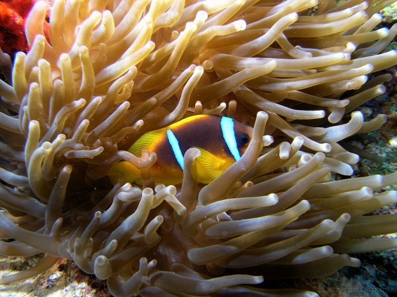 Egypt,diving,underwater,fish,gallery,anemonefish,clownfish