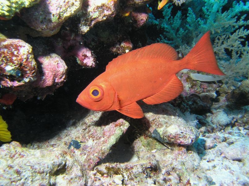 Egypt,diving,underwater,fish,gallery,coral,reef,Crescent-tail bigeye fish