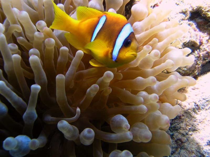 Egypt,diving,underwater,fish,gallery,coral,reef,anemonefish,clownfish