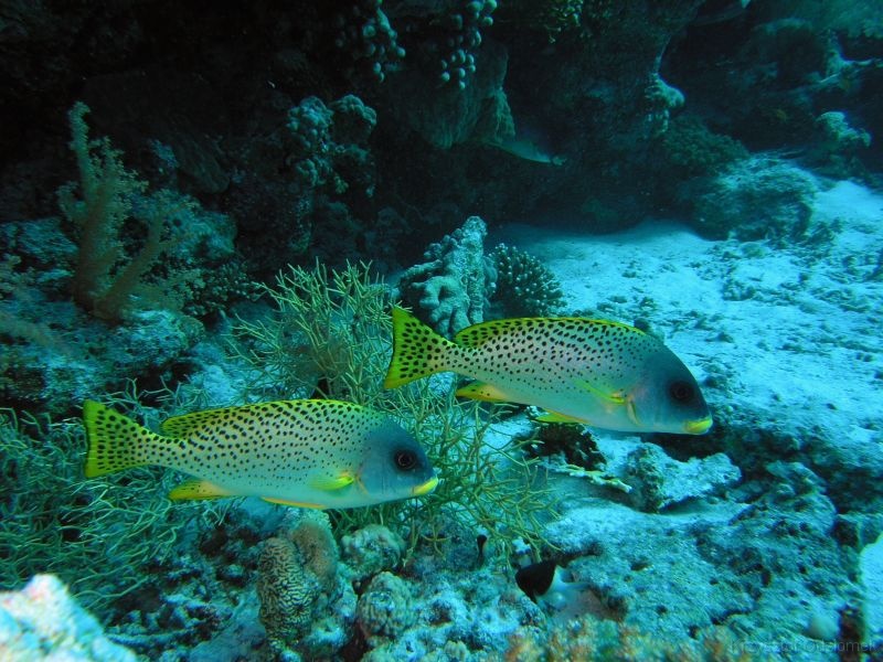 Egypt,diving,underwater,fish,gallery,coral,reef,school of Blackspotted Rubberlip fish
