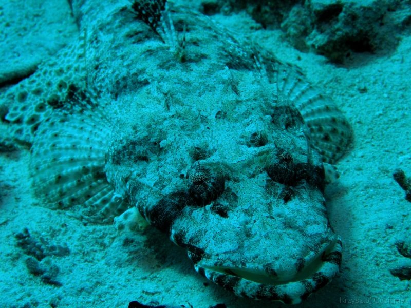 Egypt,diving,underwater,fish,gallery,coral,reef,crocodile fish