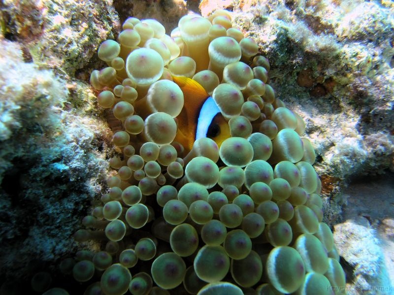 Egypt,diving,underwater,fish,gallery,anemonefish,clownfish