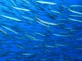 Egypt,diving,underwater,fish,gallery,Barracuda