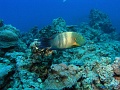Egypt,diving,underwater,fish,gallery,Wrasse