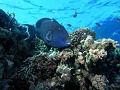 Egypt,diving,underwater,fish,gallery