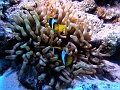 Egypt,diving,underwater,fish,gallery,clownfish,anemonefish 