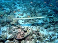 Egypt,diving,underwater,fish,gallery,cornetfish