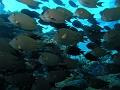 Egypt,diving,underwater,fish,gallery
