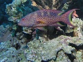 Egypt,diving,underwater,fish,gallery,grouper