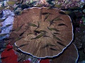 Egypt,diving,underwater,fish,gallery