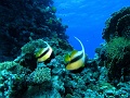 Egypt,diving,underwater,fish,gallery,banner
