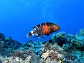Egypt,diving,underwater,fish,gallery,wrasse