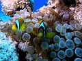 Egypt,diving,underwater,fish,gallery,anemonefish,clownfish
