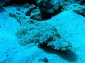 Egypt,diving,underwater,fish,gallery,crocodile
