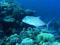 Egypt,diving,underwater,fish,gallery,Bluefin Travelly