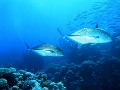 Egypt,diving,underwater,fish,gallery,Bluefin Travelly