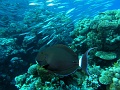 Egypt,diving,underwater,fish,gallery,surgeonfish