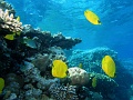 Egypt,diving,underwater,fish,gallery,school,butterfly