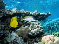 Egypt,diving,underwater,fish,gallery,school,butterfly,Blackspotted,Rubberlip