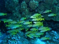 Egypt,diving,underwater,fish,gallery,Snapper