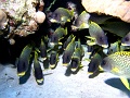 Egypt,diving,underwater,fish,gallery,Blackspotted,Rubberlip
