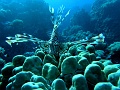 Egypt,diving,underwater,fish,gallery,lionfish